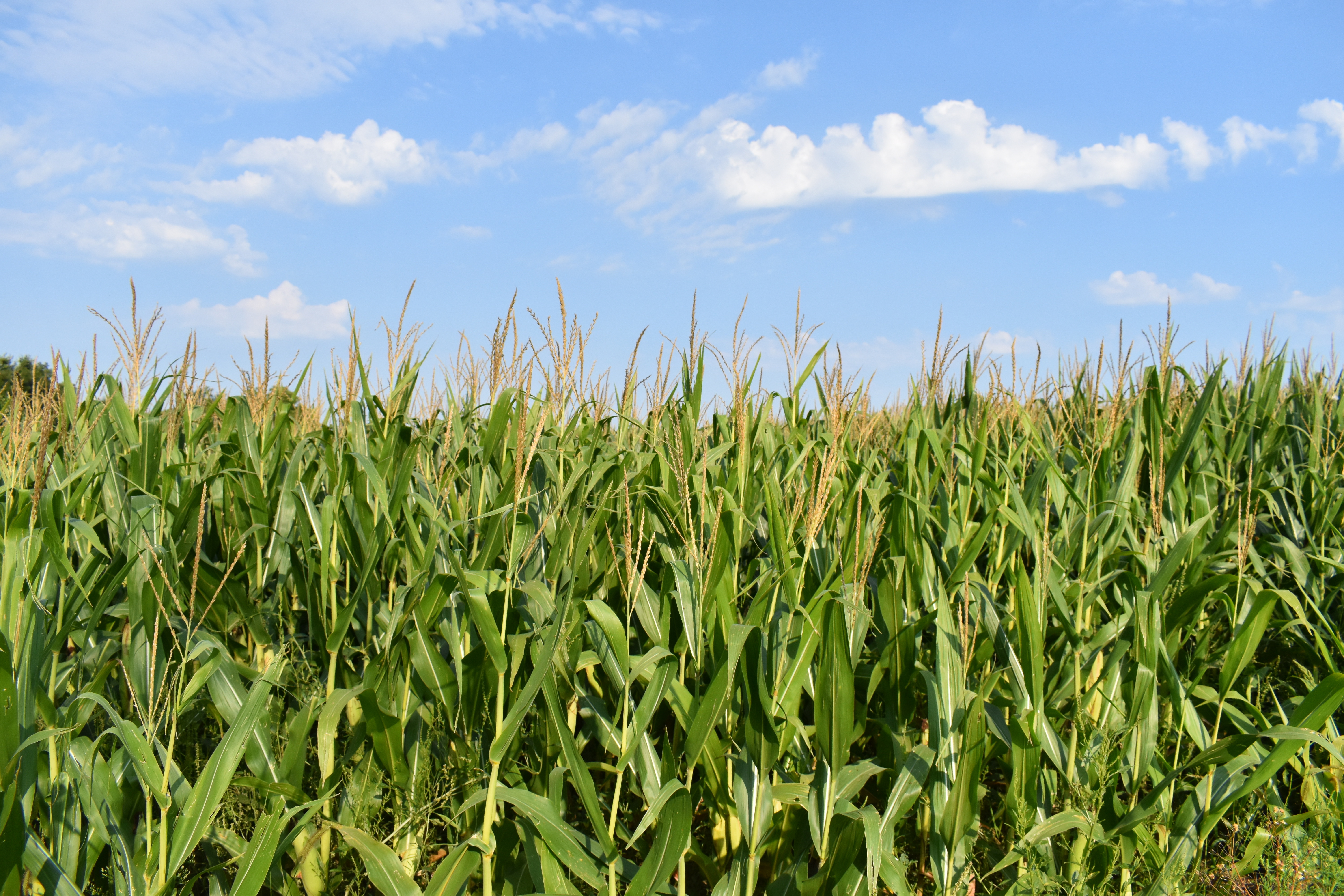 Corn Fields